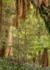 Tasmanian rain forrest