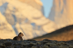 Puma Petaca sunlit mountains background, Torres del Paine, Chile