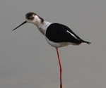 Black Winged Stilt