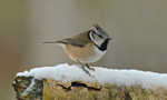 Crested Tit