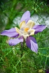 Aquilegia Flower