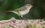 Chiffchaff