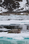 Walrus on ice