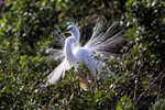 Great Egret breeding plumage display, Venice Rookery, Florida