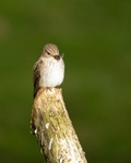 20110615-IMG_5914