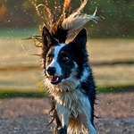 Animals-027