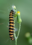 1. Cinnabar Moth Caterpillar