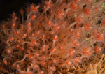 Tubularia larynx