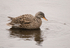 Gadwall