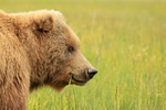 Brown Bear (female) close side view, Silver Salmon Creek, Alaska