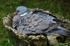 Pigeon Bath