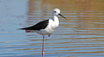 Black-winged Stilt