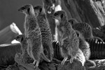 Meerkat - 7306 bw