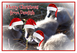 XM034 - Black Swan cygnets read for Christmas