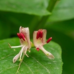 Alpine honeysuckle (Lonicera alpigena