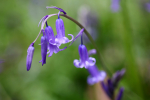 Bluebells   _ WOOD_003