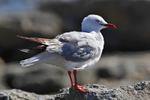 Australasian Birds portfolio