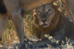 Male Lions bonding