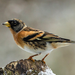 Brambling