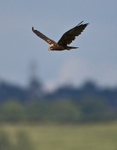 Marsh Harrier (female) hunting above Otmoor