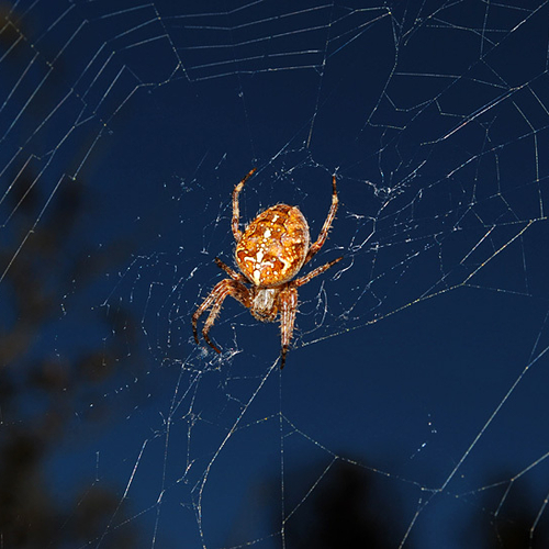 A garden spider sits proudly in front of her web and in waiting for the next unsuspecting meal.