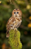 Tawny owl