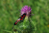 Six-Spot Burnet