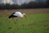 White Stork