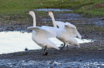 Bewick's Swans