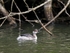 Black-necked Grebe