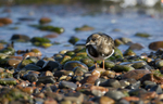 Turnstone, Chanonry Point, Moray Firth, Scotland