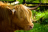 Highland cow - 20080818_82