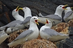 Kittiwakes