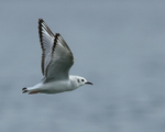 Bonaparte's Gull in flight, low over Farmoor Reservoir
