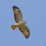 Common Buzzard (Buteo buteo)