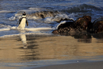 African Penguin late afternoon return, Foxy Beach, South Africa