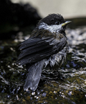 Chestnut-backed Chickadee