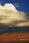Grazing Sheep & Storm Clouds-5282