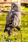great grey owl stryx nebulosa-5322