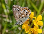Common Blue