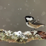 Coal Tit