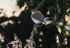 Red Breasted Flycatcher