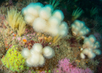 The Manacles Reef