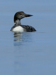 Great Northern Diver (adult breeding plumage), Canada