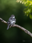 Pied Flycatcher