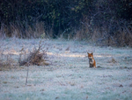 Red Fox