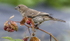 House Finch eating raspberries