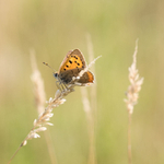 Small Copper Butterfly