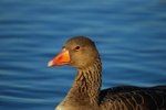 Greylag Goose