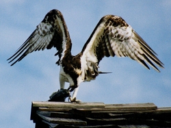Osprey _0025